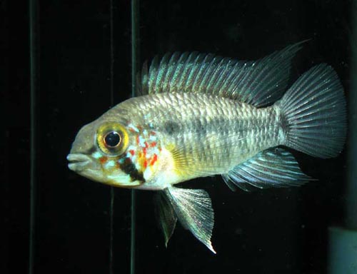 Apistogramma acrensis